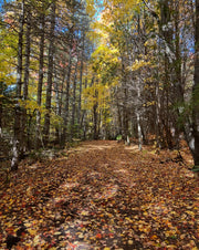 WWL Hiking Day
